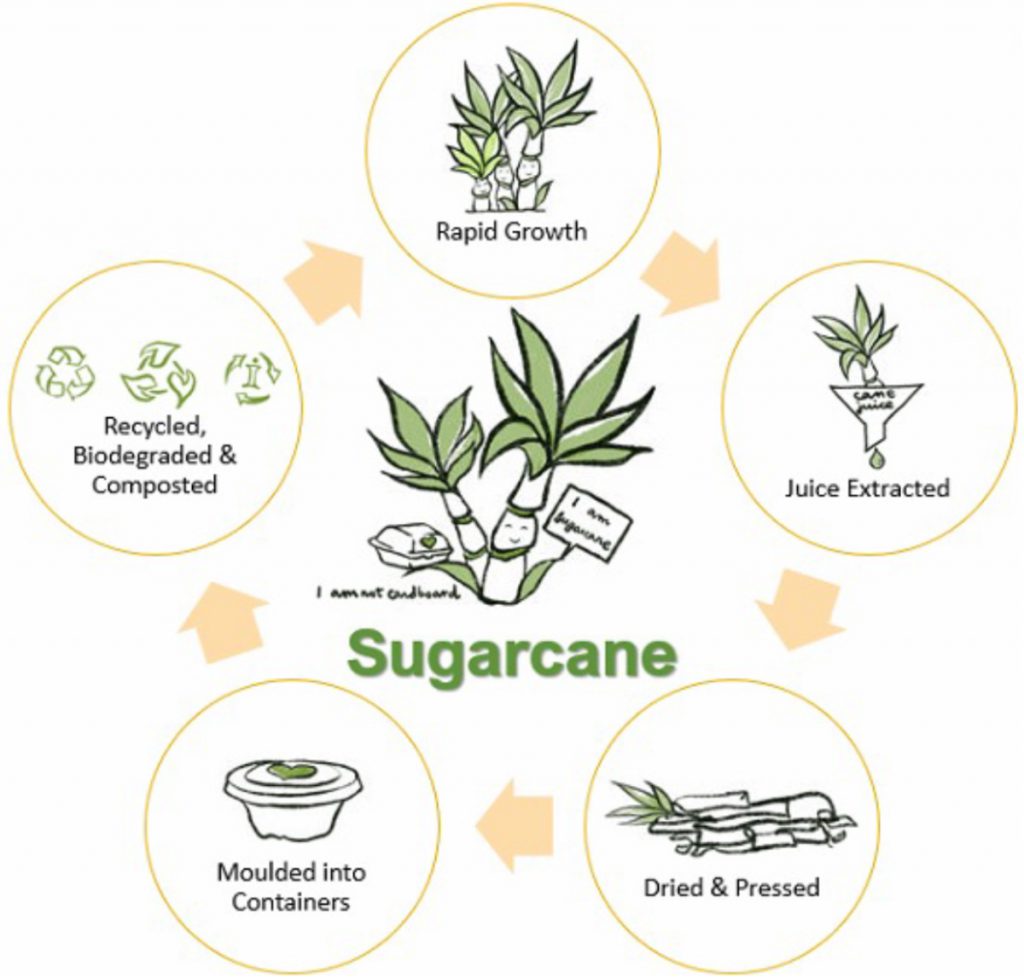 lifecycle of sugarcane in Sugarcane food containers